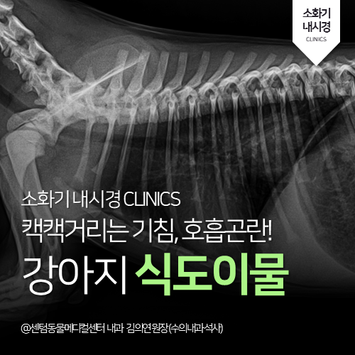  [소화기내시경] 강아지 개껌 식도이물 (부산 이물 내시경 전문동물병원, 센텀동물메디컬센터)