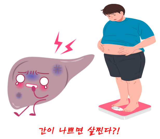  간 때문에 살 찐 거라구요?(간 건강과 비만의 관계)