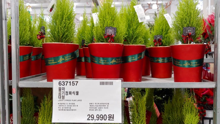 율마 키우는 법, 크리스마스트리 장식하기 율마 키우는 법, 크리스마스트리 장식하기