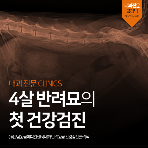  [고양이검진전문] 4살 반려묘의 첫 건강검진 (고가검진장비+영상전문수의사+석박사의료진)