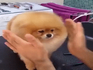 아 청소기 떙길라 그러는데 /////