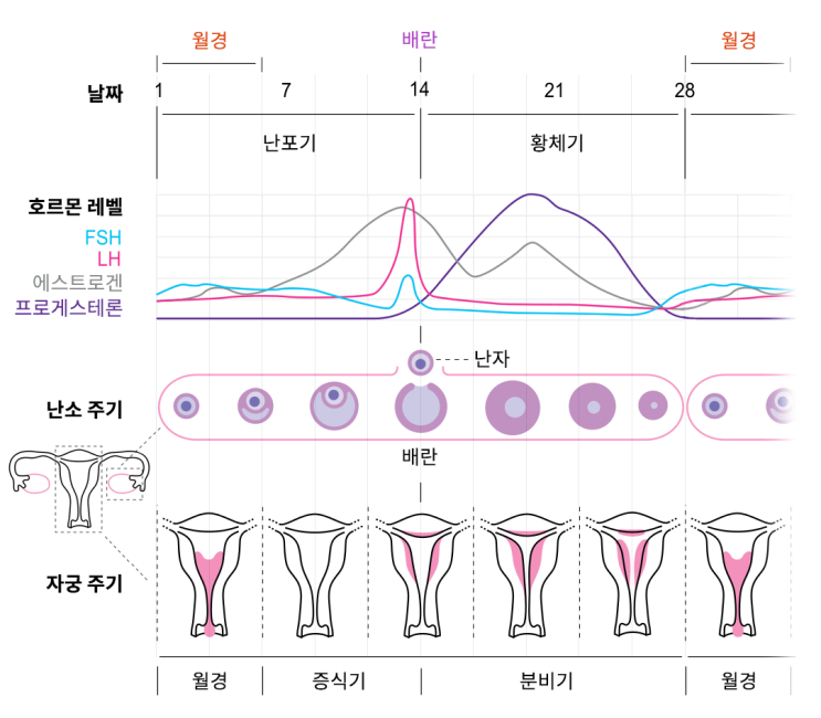  생리주기가 불규칙한데 괜찮을까요? 이유없이 생리를 안해요.