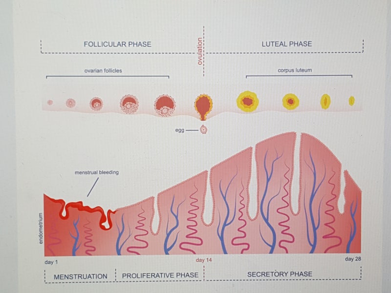 배란기 냉(배란일 냉) 정상 기준 알아보기! : 네이버 블로그