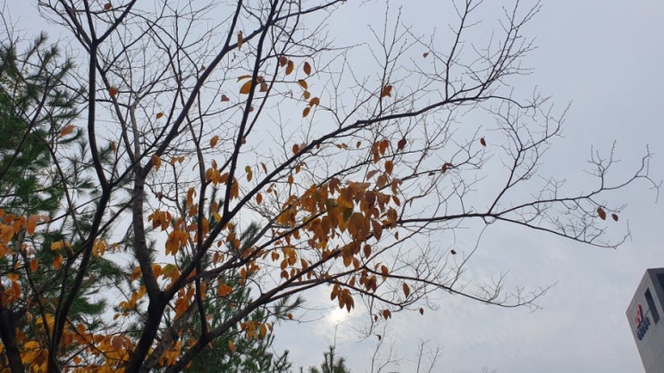 가을... 단풍을 담다.
