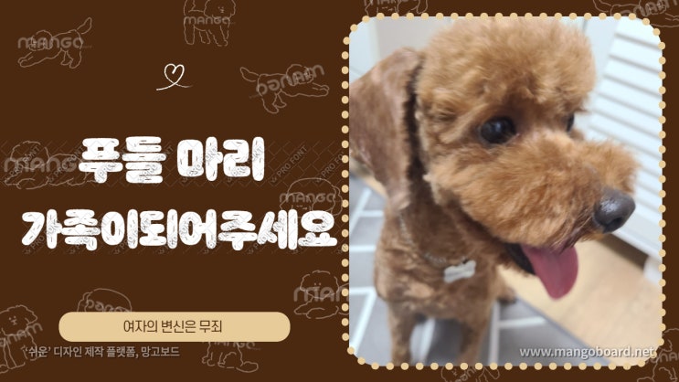 유기견 입양. 거대푸들에서 귀욤뽀짝 푸들 마리로 변신했어요. 가족이 되어주세요. 유기견 입양. 거대푸들에서 귀욤뽀짝 푸들 마리로 변신했어요. 가족이 되어주세요.