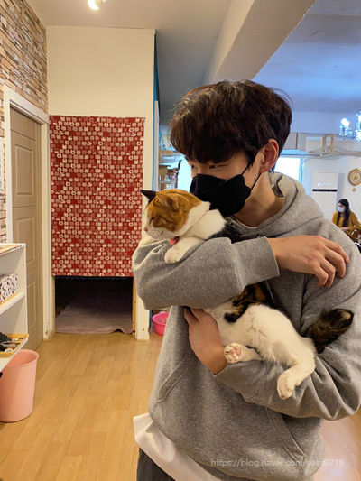  홍대 고양이카페 집사의 하루(유기묘카페)