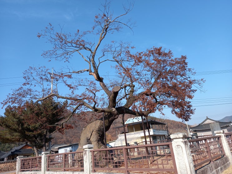  경남 의령 호암 이병철, 백산 안희제, 망우당 곽재우 생가와 세간리 현고수, 은행나무를 찾아서..