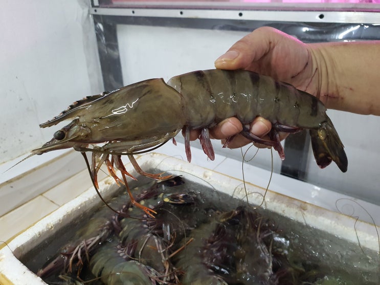 필리핀 클락 맛집 없는게 없다고 하네요