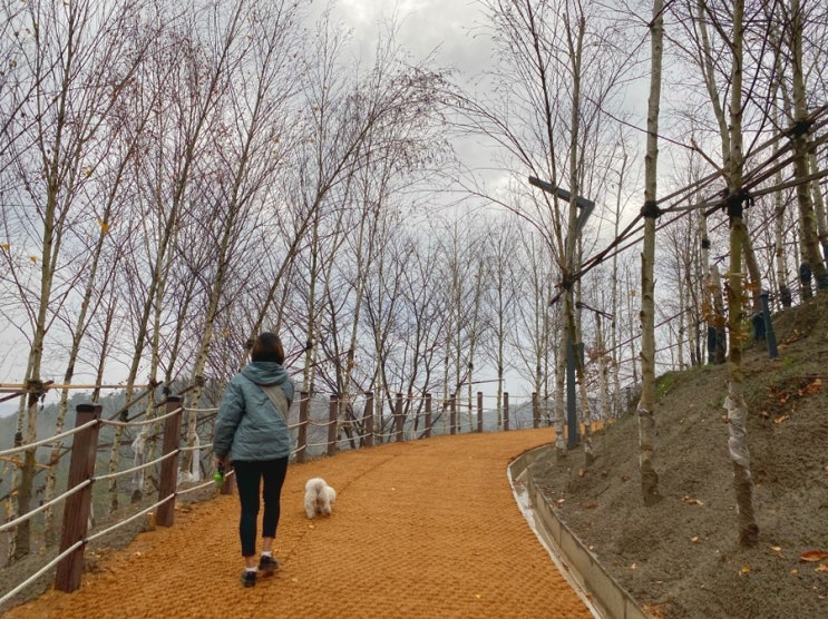  춘천가볼만한곳 강아지숲, 강아지 박물관과 반려견카페(강아지라떼),애견운동장,엄청 넓은 애견동반 복합문화공간
