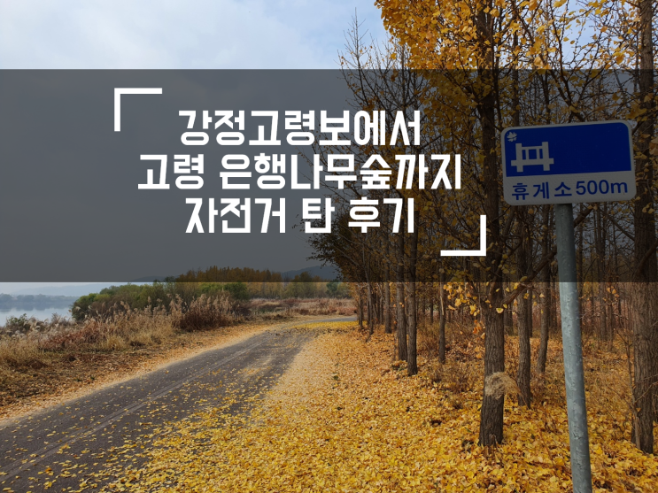  강정고령보에서 고령은행나무숲까지 자전거길 라이딩 후기 with 스팅거500d