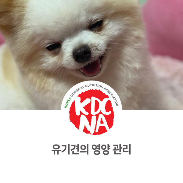  [수원 김포 김천 여주 양주 의정부 안성 화성 펫푸드 자격증] 유기견과 함께 하는 반려동물 영양 관리_659