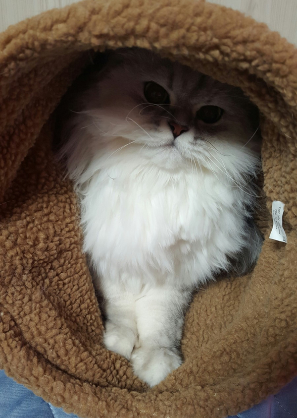  고양이 쓰다듬기, 배와 발은 좋아하지 않아요