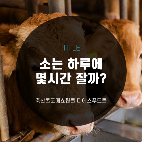 [디푸의 고기정보]소는 하루에 몇시간 잘까?