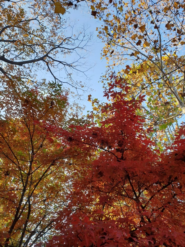  올림픽 공원에서 핑크뮬리, 코스모스, 꽃구경하고 옴! ^ㅁ^