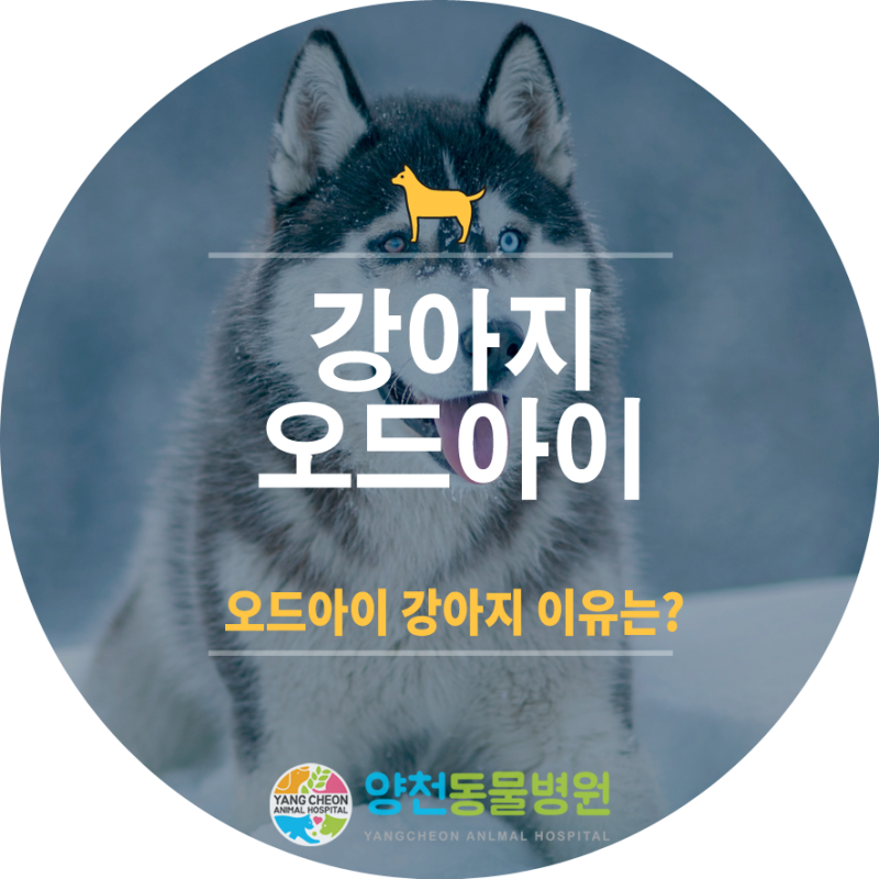 강아지 오드아이가 되는 원인은? 건강에 영향은 없을까?