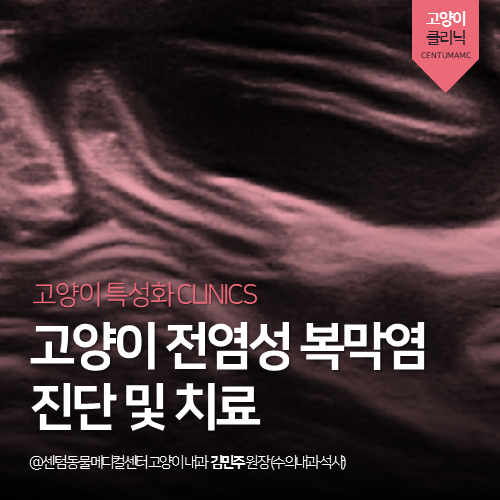  [고양이전문진료] 고양이 전염성 복막염 진단 및 치료 (부산 센텀동물메디컬센터)