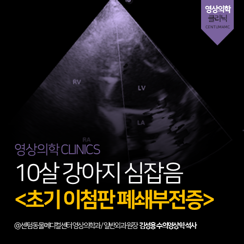  [심장전문진료] 강아지 심잡음, 이첨판 폐쇄부전증 (부산 심장 정밀 검진 동물병원)