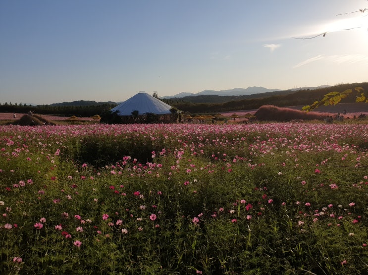 후기톡::궁금해서 내돈내고 직접 해본 내돈내산 찐 후기