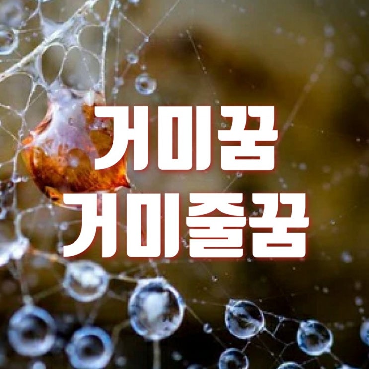  거미꿈 다양하고 상세한 해몽해드릴게요