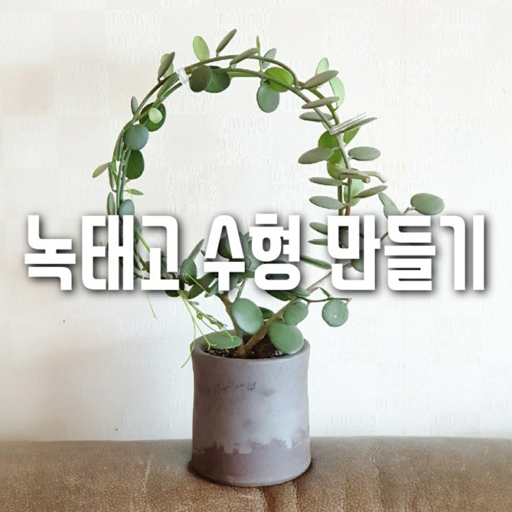  녹태고 새순 수형만들기