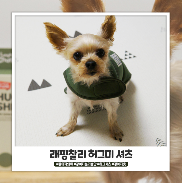 강아지의류 래핑찰리 허그미셔츠 다용도로 쓸 수 있어요 강아지의류 래핑찰리 허그미셔츠 다용도로 쓸 수 있어요