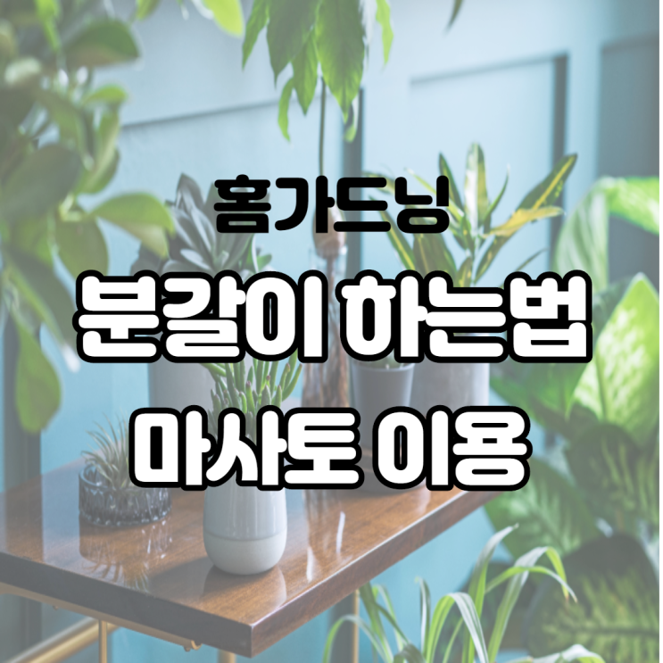홈가드닝 마사토를 이용하여 분갈이 하는법 초보자도 쉽게 할 수 있습니다 홈가드닝 마사토를 이용하여 분갈이 하는법 초보자도 쉽게 할 수 있습니다