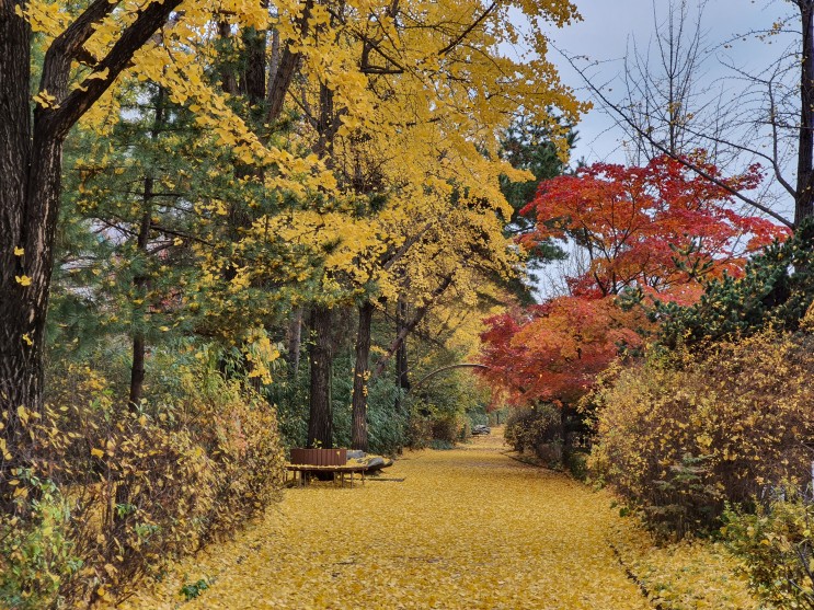 가을 끝자락 우리 동네 가을아침산책, 안양천걷기