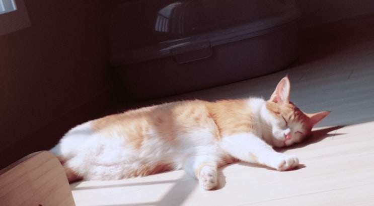  코리안숏헤어라는 고양이 품종