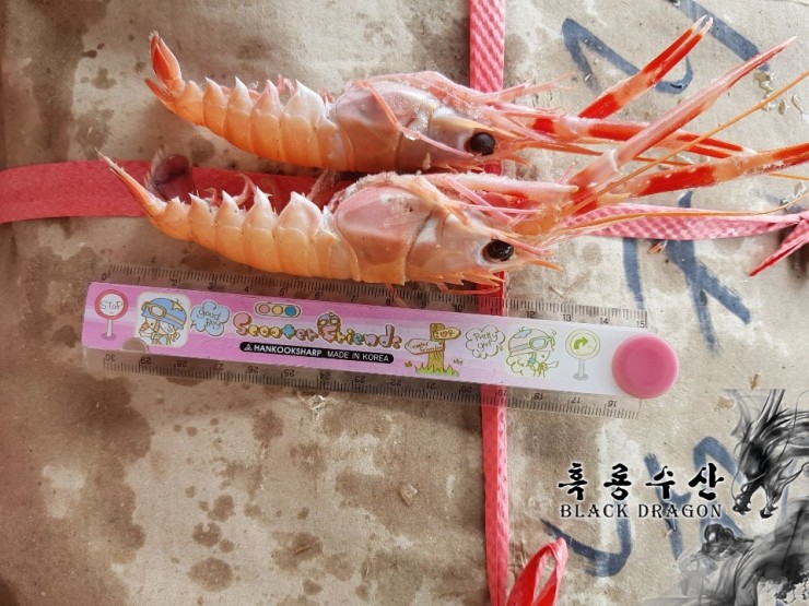  연안산 선동 딱새우, 쏙새우, 가시발새우 (2020-11-19 신물 입고) _ Feat. 흑룡수산