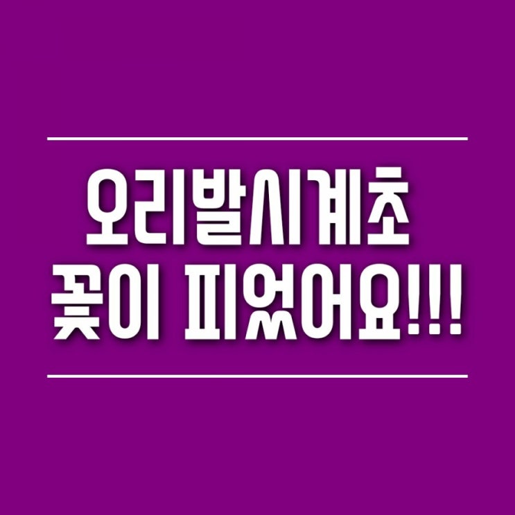  오리발시계초 꽃