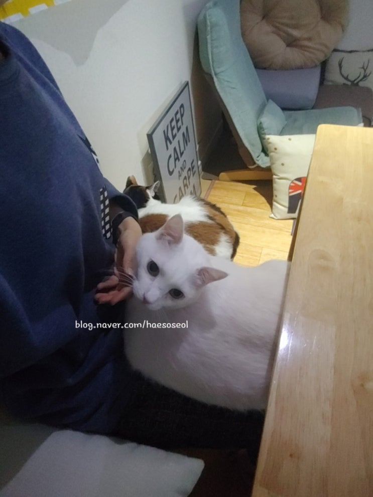  고양이 사남매와 맞이하는 멍금