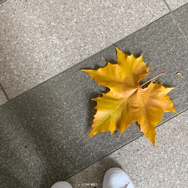  [일상 기록] 怦然心动