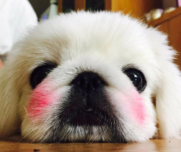 사랑둥이 모찌를 소개합니다. 사랑둥이 모찌를 소개합니다.
