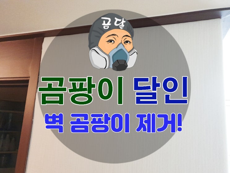  벽 곰팡이 제거 뿌리 뽑는 해결책!