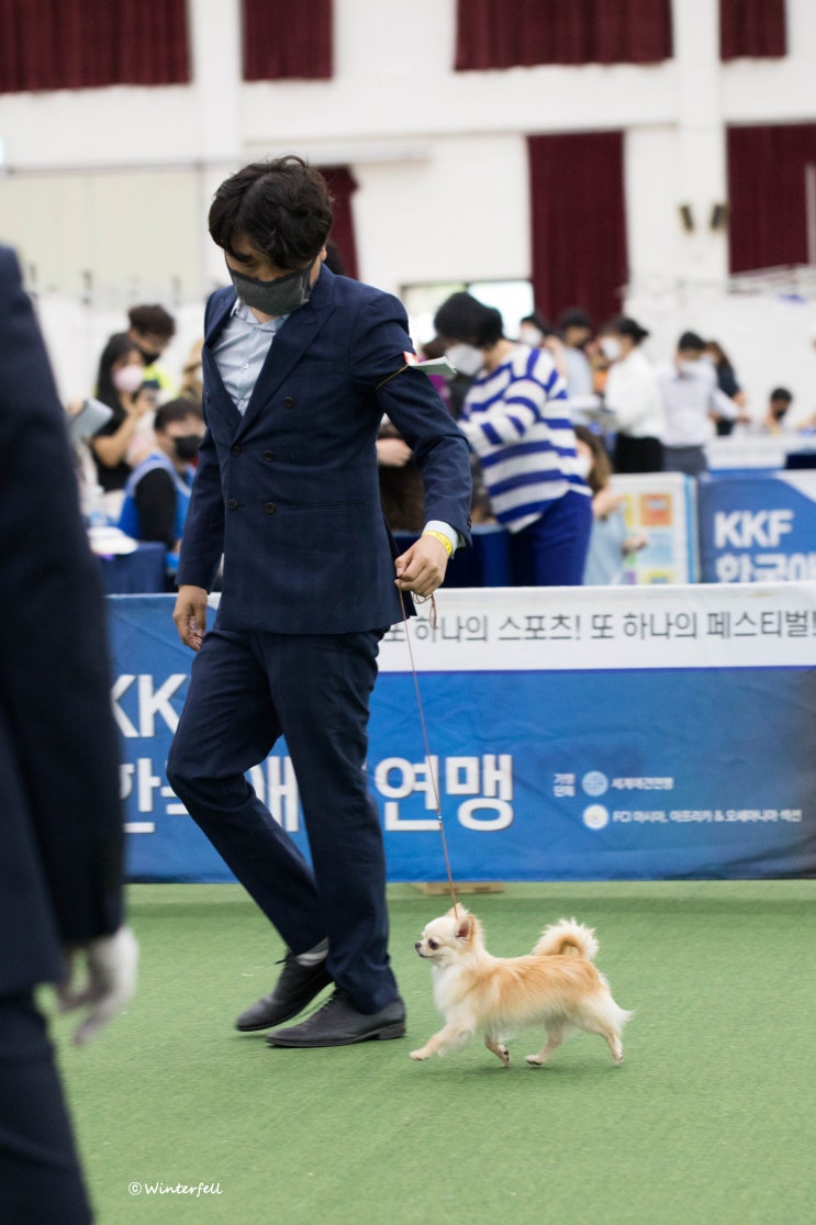  [한국애견연맹 도그쇼] 윈터펠 치와와 '슈' 출진했어요