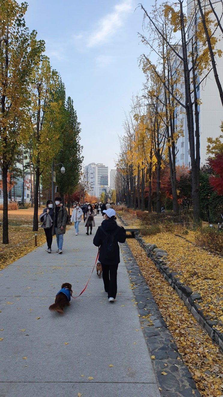  멍뭉스 서울나들이