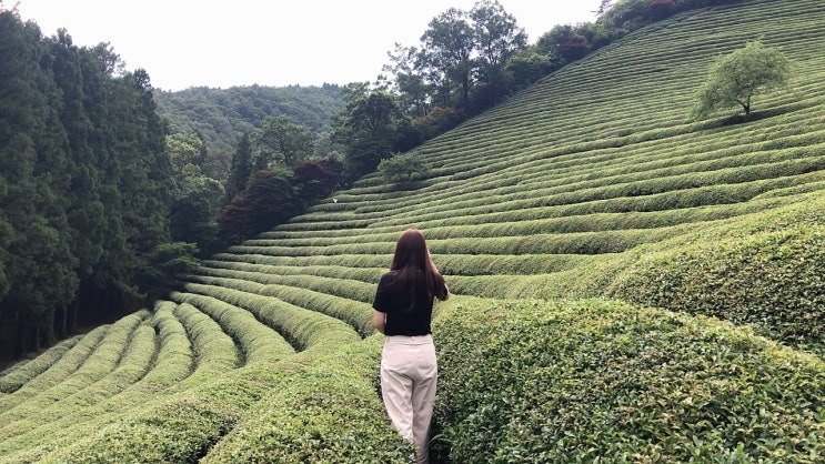 보성 녹차밭 대한다원 가족여행