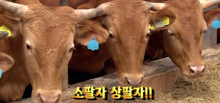 가는 2020년 그리고 오는 2021년 삼재 띠 운세 심심풀이 알아보기(소띠, 닭띠, 뱀띠, 말띠) 가는 2020년 그리고 오는 2021년 삼재 띠 운세 심심풀이 알아보기(소띠, 닭띠, 뱀띠, 말띠)
