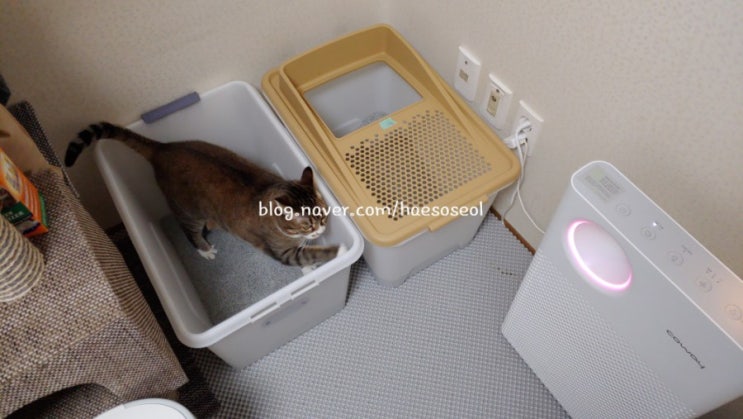  고양이 모래 샌드더블레스 2달 사용 후기