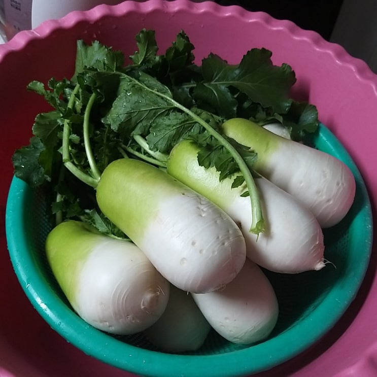  뒷 마당 텃밭 무 재배하기