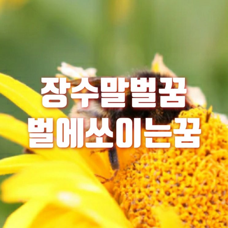  벌에 쏘이는 꿈 말벌에 쏘이는 꿈 장수말벌 꿈 좋은 꿈일까?