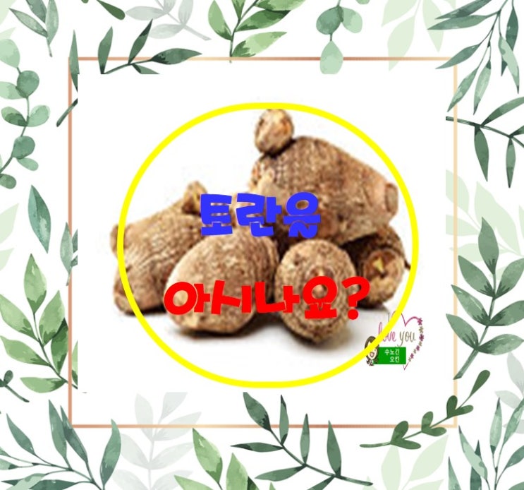  토란의 효능과 부작용 &보관법&먹는 방법