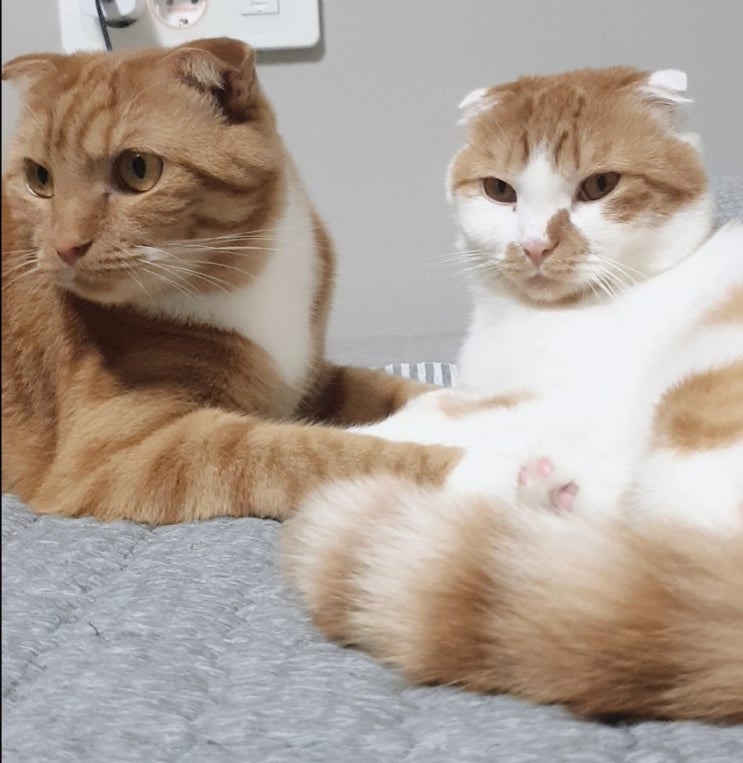  고양이 발톱깎기에 도전해보아요~