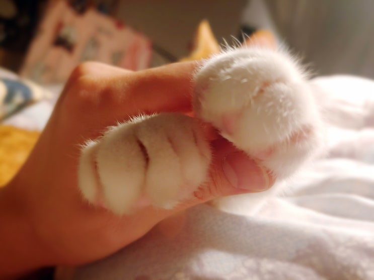누워있을 때면 세상 행복, 초겨울 침대와 프로 방해꾼 고양이 누워있을 때면 세상 행복, 초겨울 침대와 프로 방해꾼 고양이