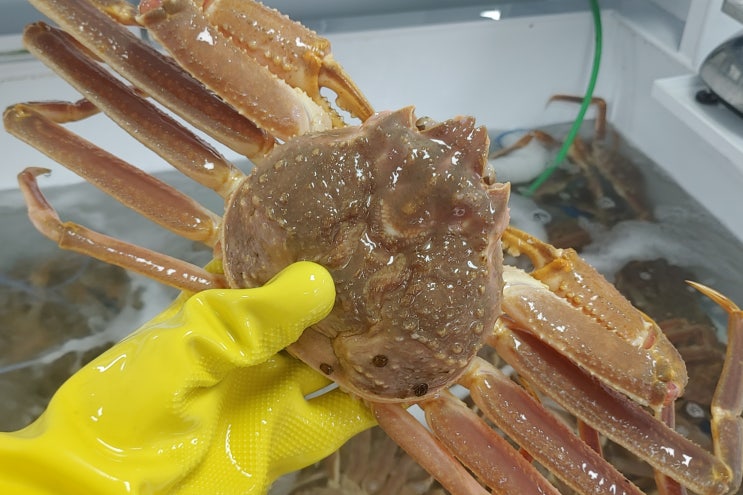  부산 대게 포장 광안리 수산명가 주말시세 안내