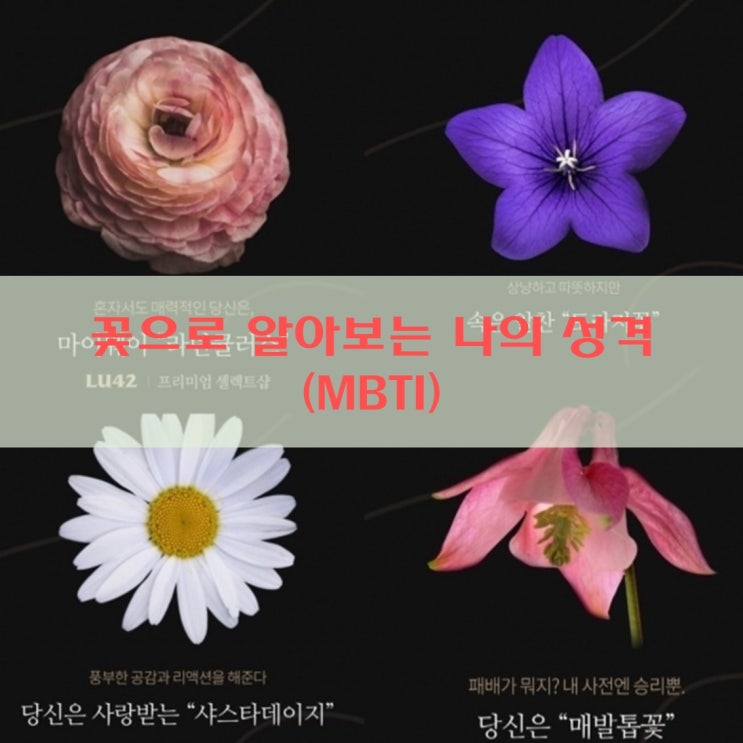 MBTI 성격유형테스트 총 정리(꽃 테스트, 사이트, 플라워 MBTI, 유행하는 이유, 내용, 결과)