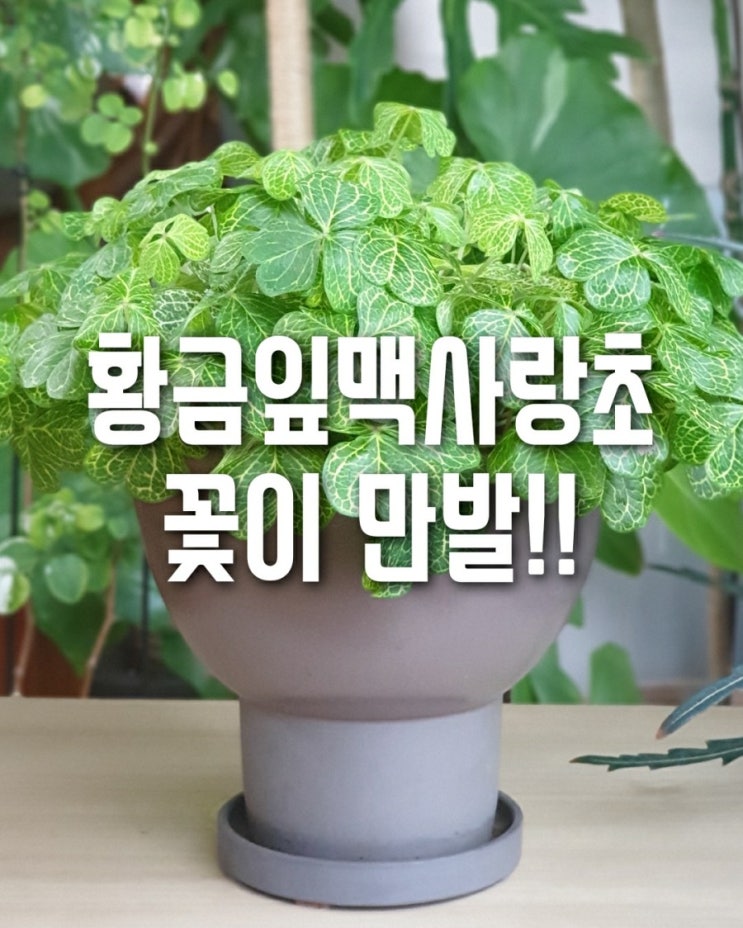  황금잎맥사랑초 꽃정리