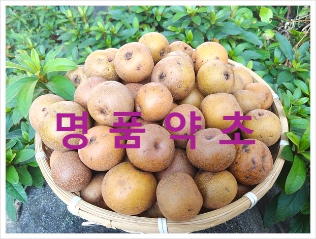 자연산 돌배 효소 판매 [돌배액기스]