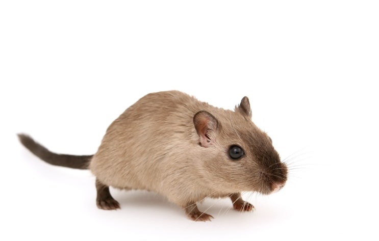  흥미진진한 영어소설 Ratburger? 뒤에 있는 반전!