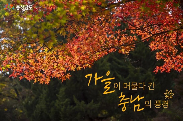 가을이 머물다 간 충남의 풍경 | 충남도청페이스북